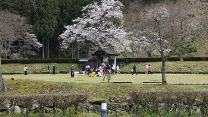 ソメイヨシノ狩り　福井県福井市　第39回ふくい桜まつり　ダイジェスト