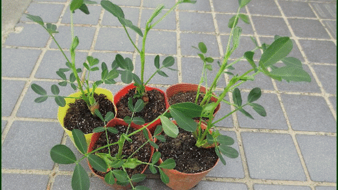 種豆から育てた「落花生・おおまさり」の苗6株を、本日の午後から畑へ植え付けて・・・