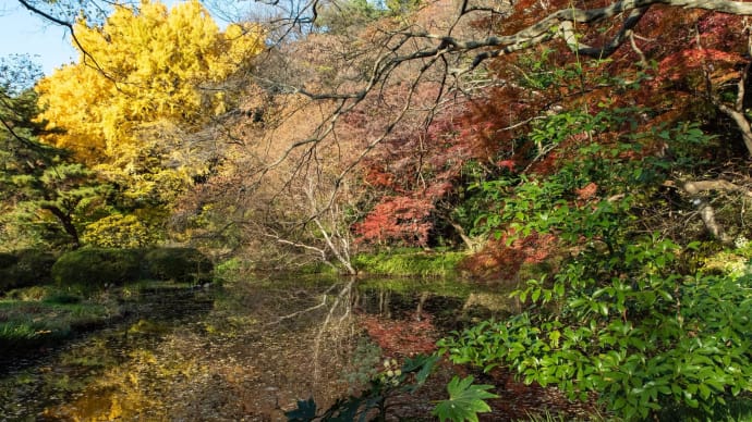 2023大雪　小石川植物園の大樹の秋色