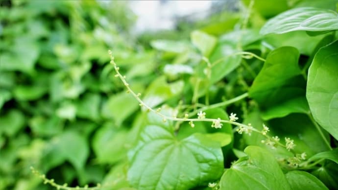 オニドコロの花(赤塚植物園 2021.7.3撮影)
