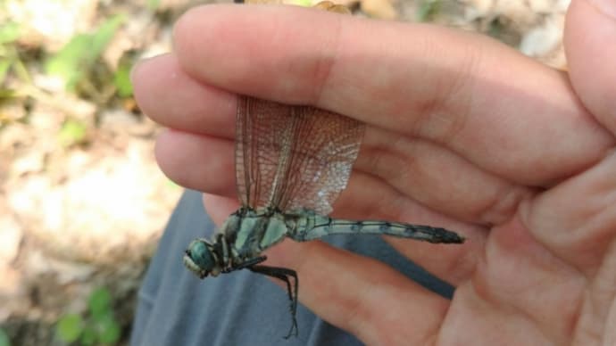 息子が服部緑地へ昆虫採集へ