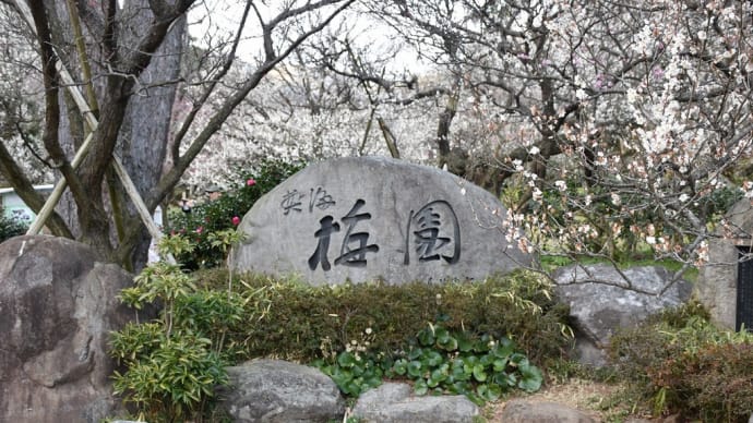 梅狩り　静岡県熱海市梅園町　第80回熱海梅園梅まつり（1）現在、5分咲き