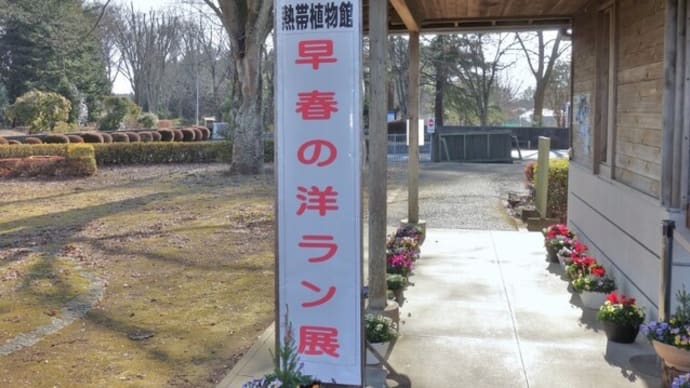 早春の洋ラン展