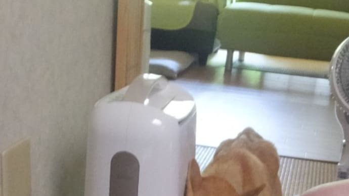さびしんぼ