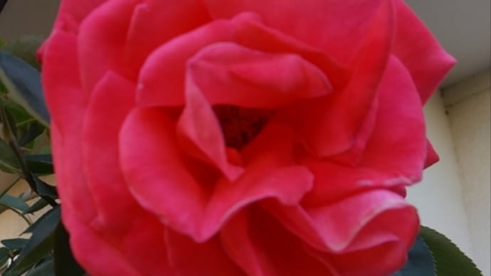 薔薇