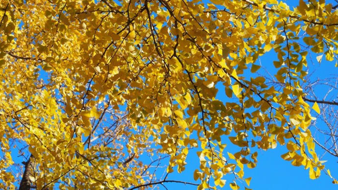 三ッ池公園の紅葉2023②