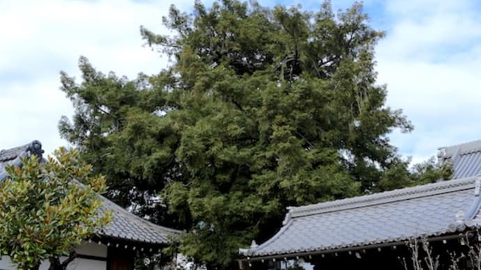 カヤの木と将棋 - 京都園芸倶楽部のブログ