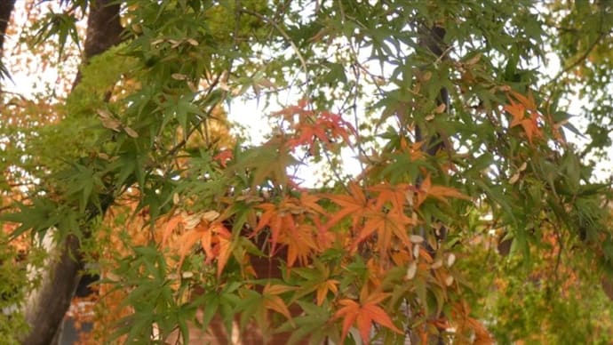 栃木県那須塩原市・大山公園(大山参道)の紅葉情報 第7週 2019.11.17 ②