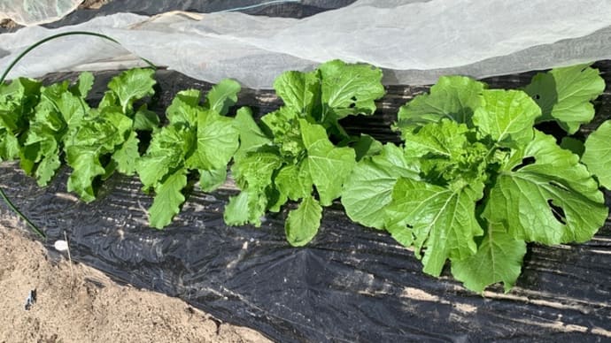 野菜のアオムシ対策