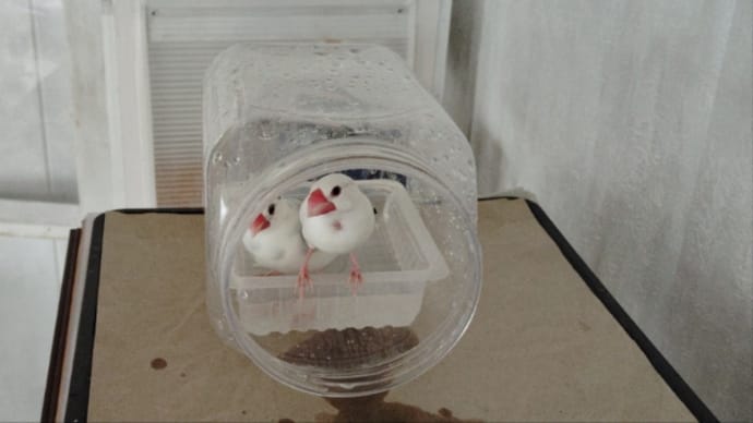 My Family 【文鳥 がっちゃん&れいちゃん夫婦】