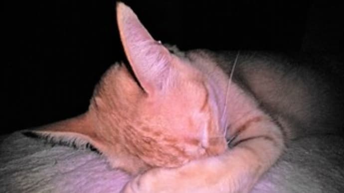 愛猫イソの病名が判明
