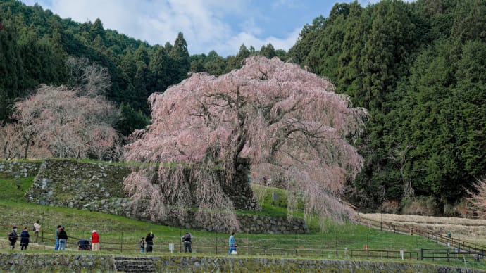 速報2025年桜 又兵衛桜・藤原宮跡・地蔵院・井出玉川堤