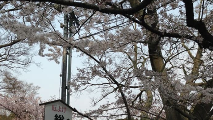 今年も会えたね　由加山蓮台寺　満開の桜