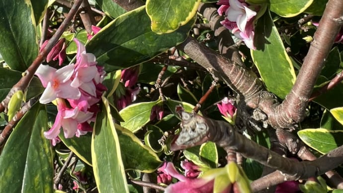 春の花が咲き始めました