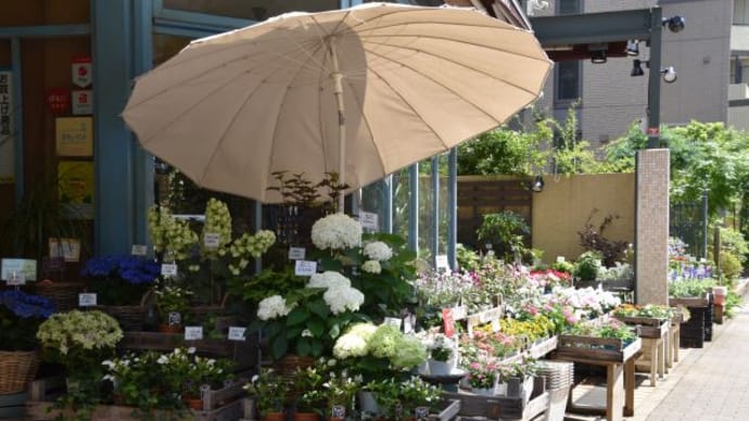 石神井駅近く 花屋さんの花景色 13