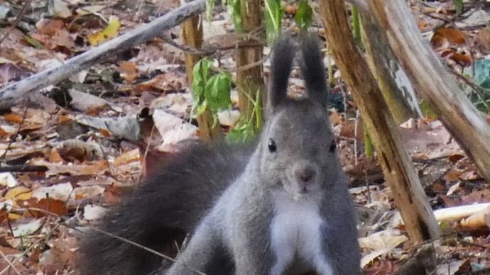 エゾリスとシクラメン展と。~豊平公園~