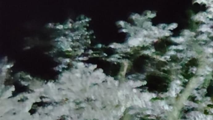 夫とお花見
