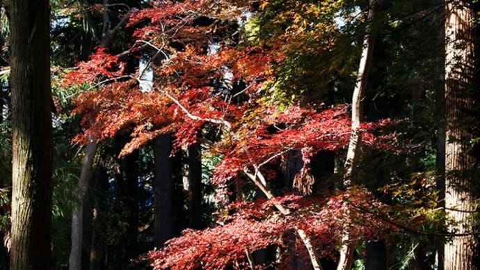 こもれびに紅葉