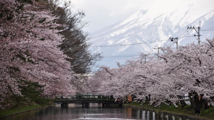 弘前城の外濠に満開の桜が舞う