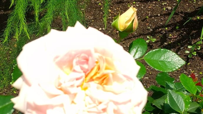 富良野・美瑛の旅③薔薇の庭に心癒されて…