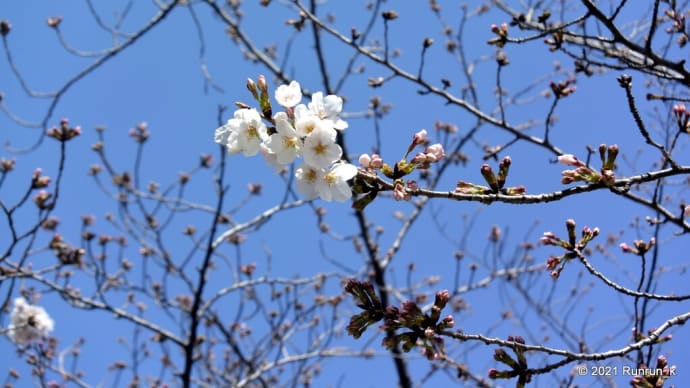 桜の花すこし(^^♪
