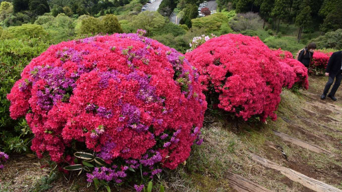 つつじ狩り 静岡県熱海市 花まつり:姫の沢公園(7)遠くに熱海城