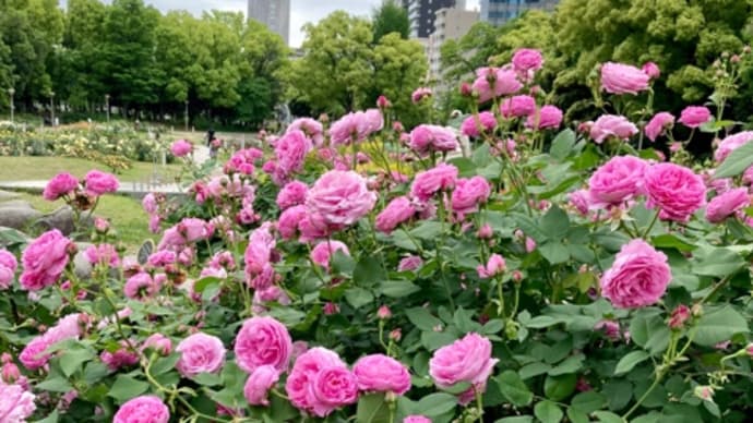 うつぼ公園の薔薇