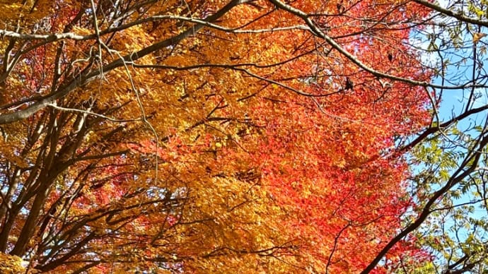 紅葉狩り