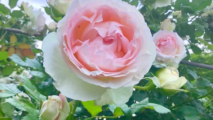 記事数600本目っ!そして 。。 Happy Birthday To Me ♡