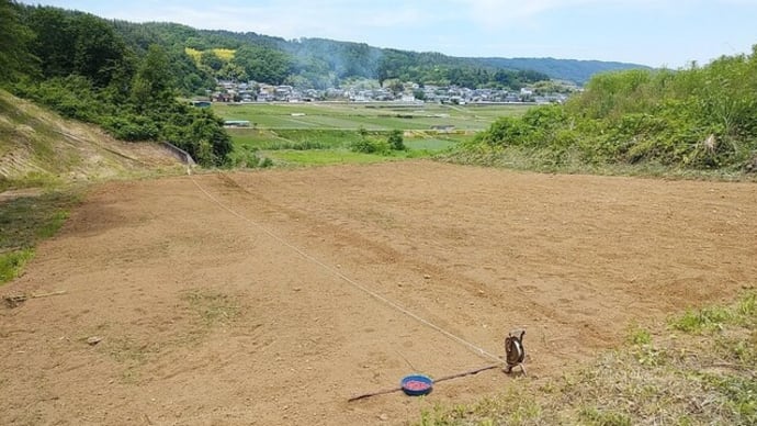 黒豆で一儲け
