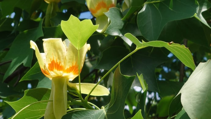 まるでアンティークのランプ。木場潟でユリノキの花をとってみた