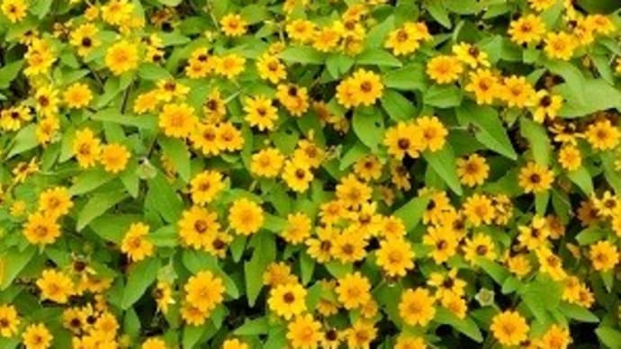 メランポジウム 4回目の予防接種 かかりつけのお医者さんってないもん