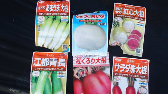 大根の種蒔き 22日
