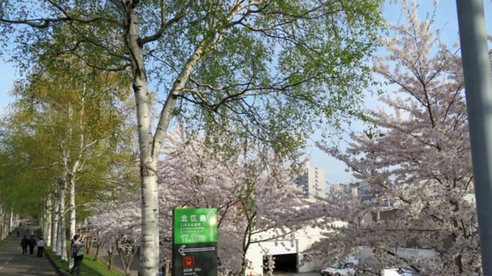 白石ココロードの桜（ソメイヨシノ）