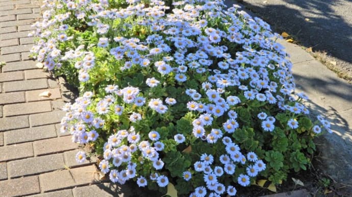 歩道の花壇に目が留まり…