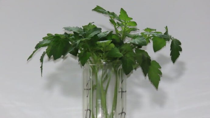 ミニトマト脇芽の水挿し