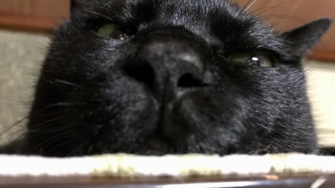 黒猫まんじゅうに見下ろされる