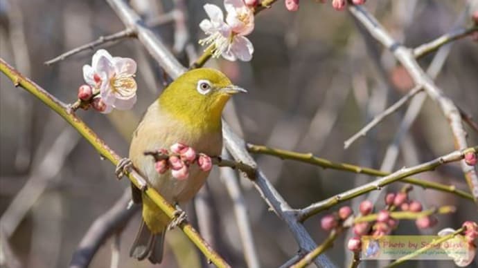 梅の花にはメジロが一番！