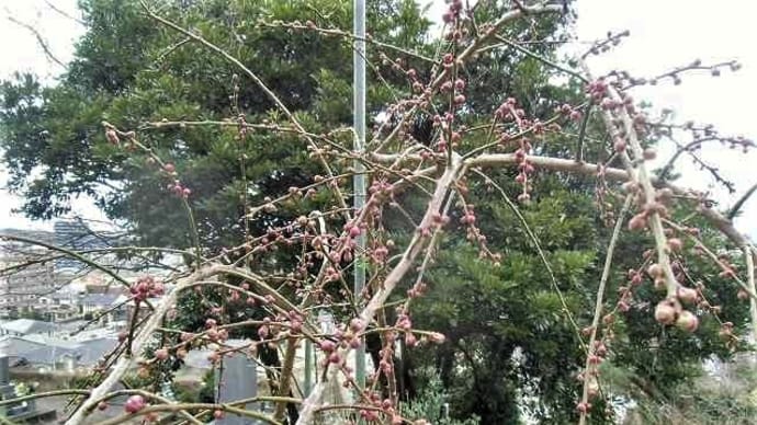枝垂れ梅の蕾が膨らんできました(^-^)＆ケージのベットで仲良くマッタリ🐈
