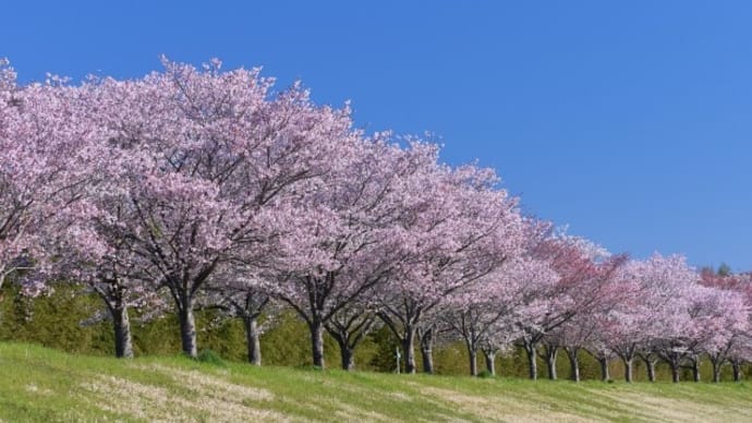 雪と桜と吉井勇と