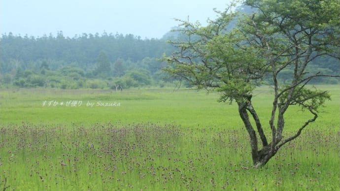 ノアザミのある風景 ~小田代原にて