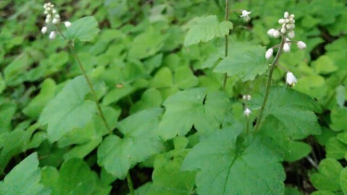 ズダヤクシュ〜喘息薬種