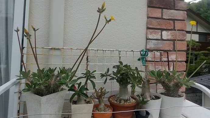 花盛り
