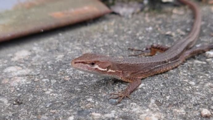 ニホンカナヘビやジョウビタキに癒される