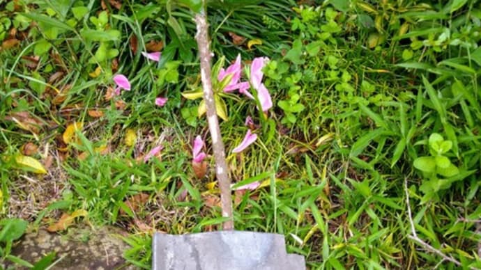 オランダ芍薬のその後
