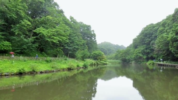 霧雨の中、しょうぶ園を歩く