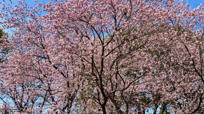 柏の葉公園のツバキカンザクラ(椿寒桜)見頃に