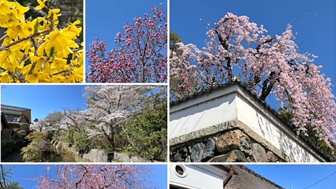 近所の桜🌸＆晩御飯♫
