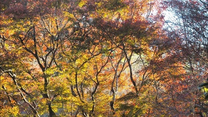 鎌倉、瑞泉寺の残秋の風景で～す。