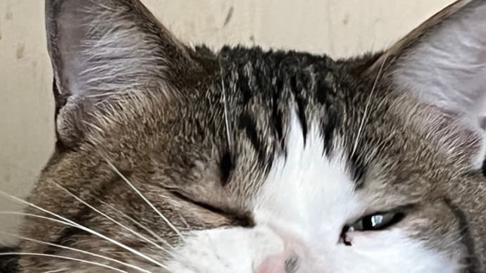 コテblog🐈🐈⬛🐈📸